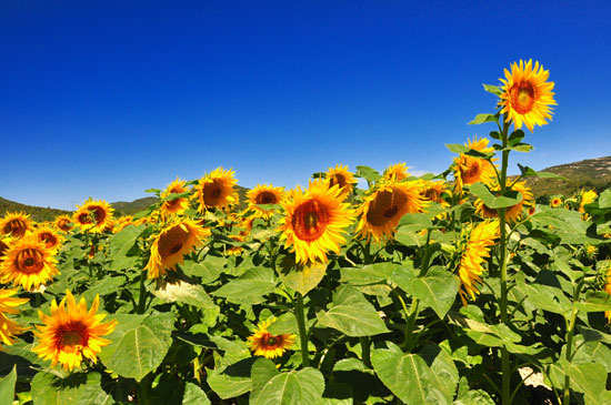 Sunflower-Farm jpg