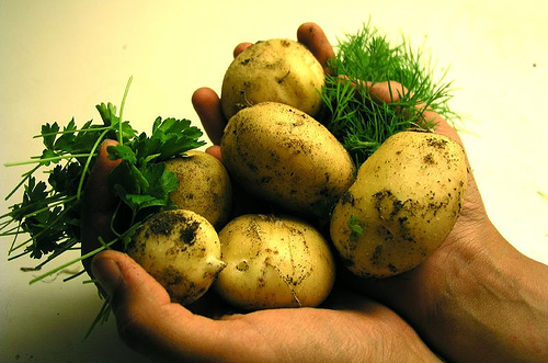 potatoes_in_hand1